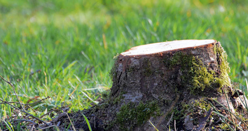Golden Tree Maintenance | Trusted DFW Tree Care for 30+ Years